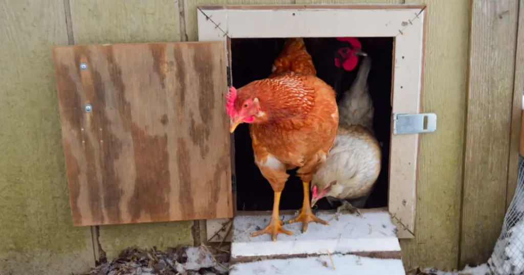 how big should a chicken coop door be