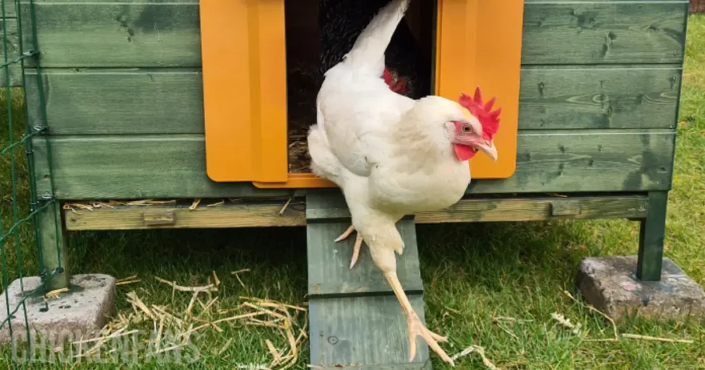 how big should a chicken coop door be