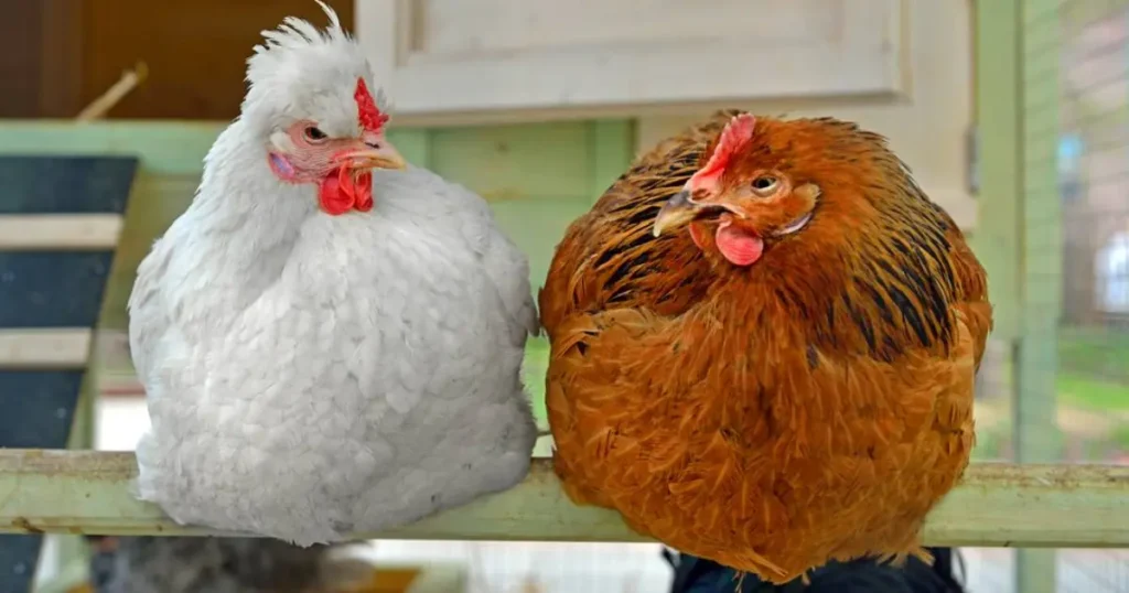 how to heat a chicken coop without electricity