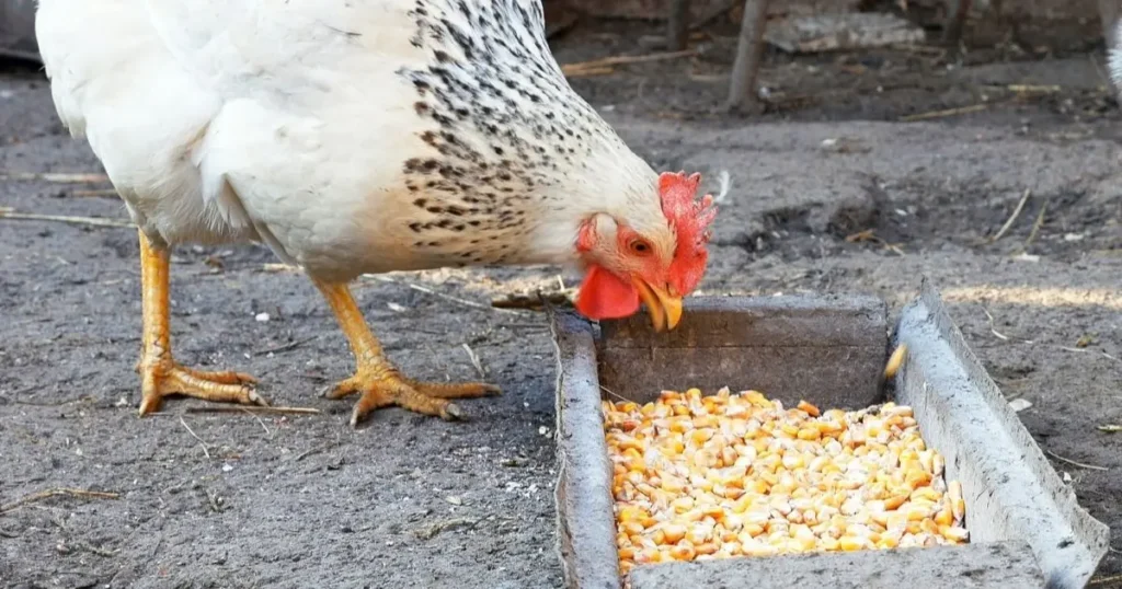 how to heat a chicken coop without electricity