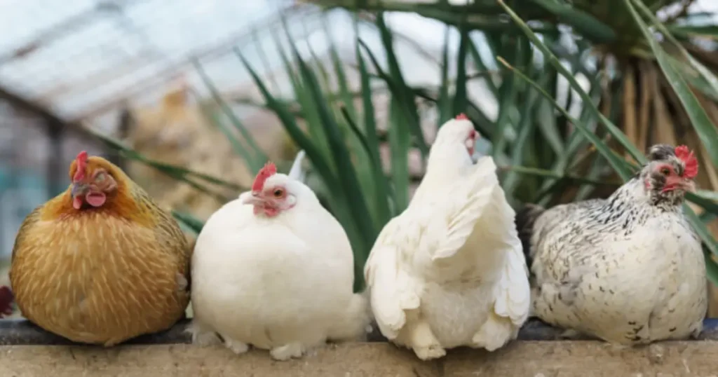 how to heat a chicken coop without electricity