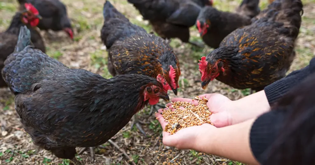 how to heat a chicken coop without electricity