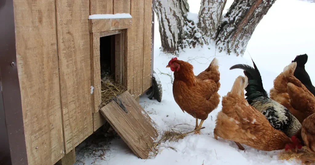 how to heat a chicken coop without electricity