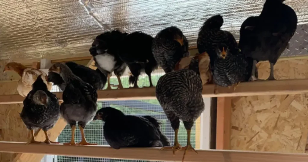 predator proof chicken coops